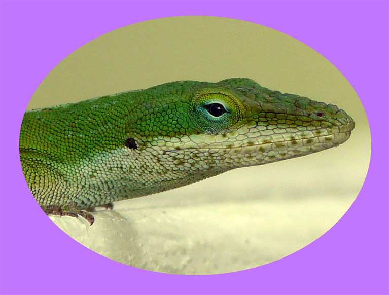 Geko