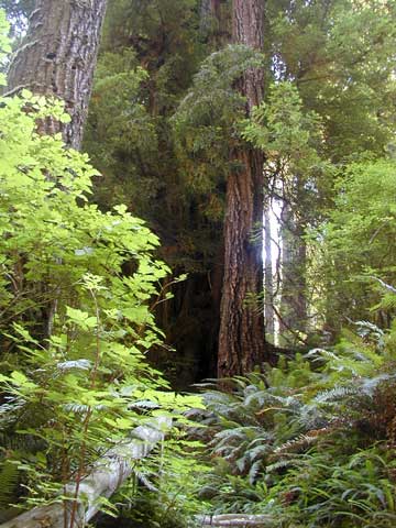 Redwoods